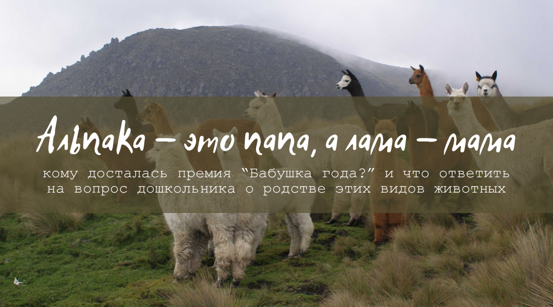 "Альпака - это папа, а лама - мама":  кому досталась премия "Бабушка года" и что ответить на каверзный вопрос дошкольника