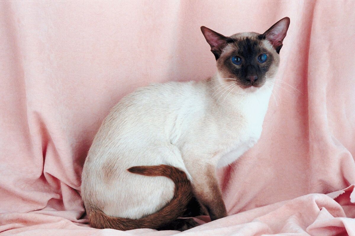 Сиамская кошка