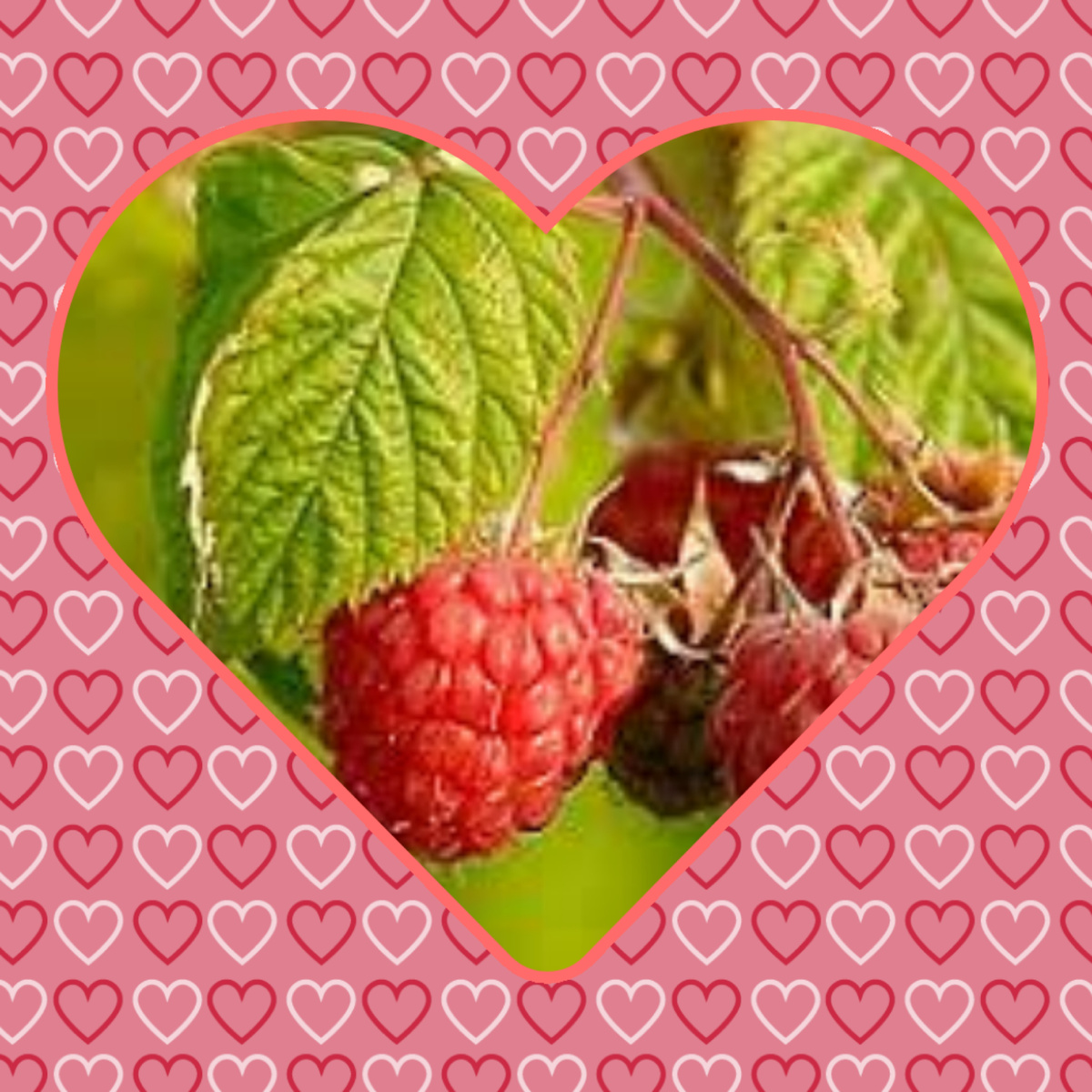 Изображение выполнено в приложении Collage Maker