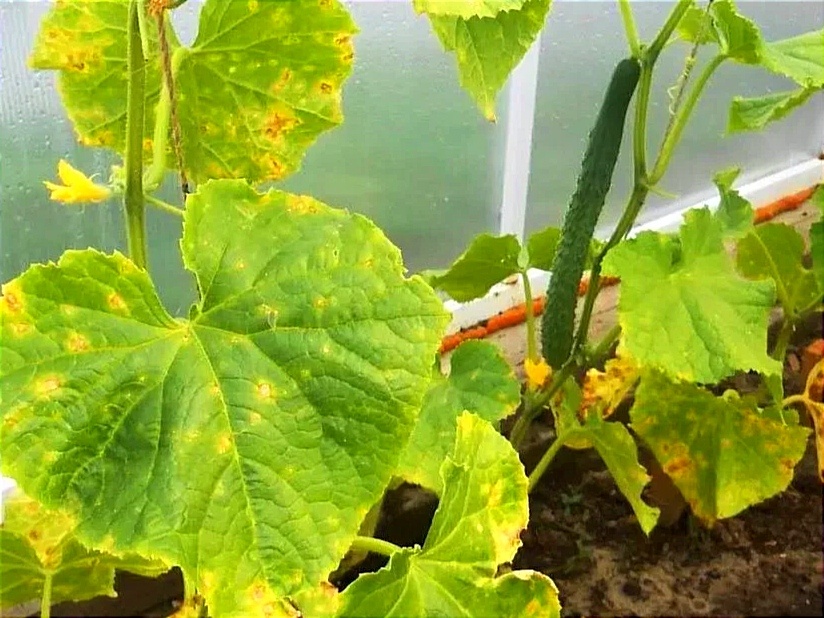 Ложная мучнистая роса 