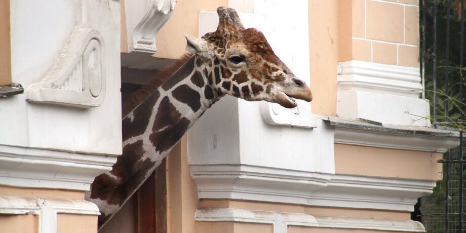 Фото: Москва 24/Михаил Сипко 