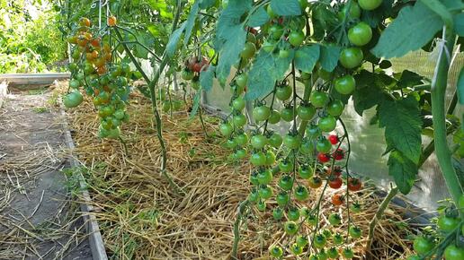 Ценная Подкормка томатов в июле- августе. Ценность вытяжки из ЗОЛЫ. Калий, кальций и другое.
