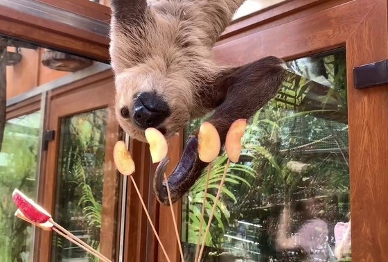    Ленивец Мокко