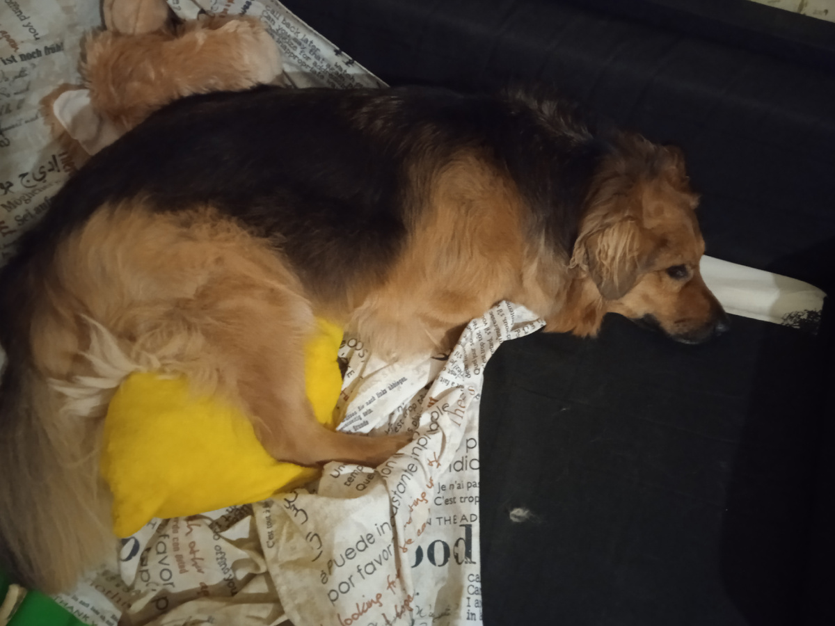 Барнюша "вырыл" свой диван 