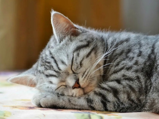 Можно ли не давать коту спать днём, чтоб он не носился ночью