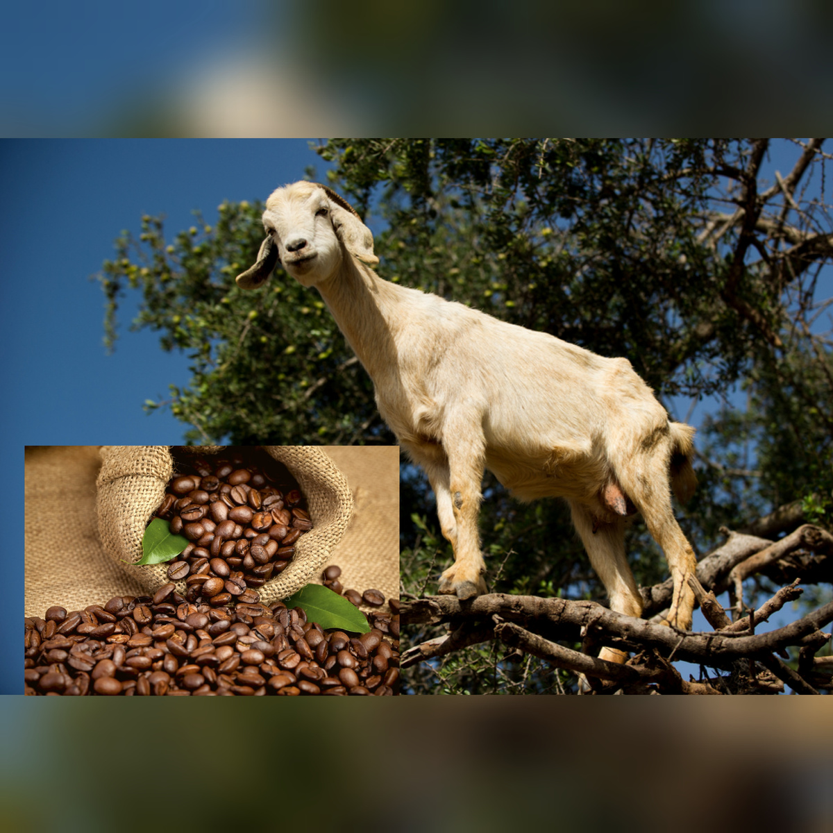 1. Кофе был обнаружен козами. Тысячелетие назад в горных районах Африки целые стада коз не могли заснуть по ночам, так как днём наедались кофейных зёрен. Их странное поведение и его причины были открыты монахами, после чего свойства кофе стали доступны людям. 