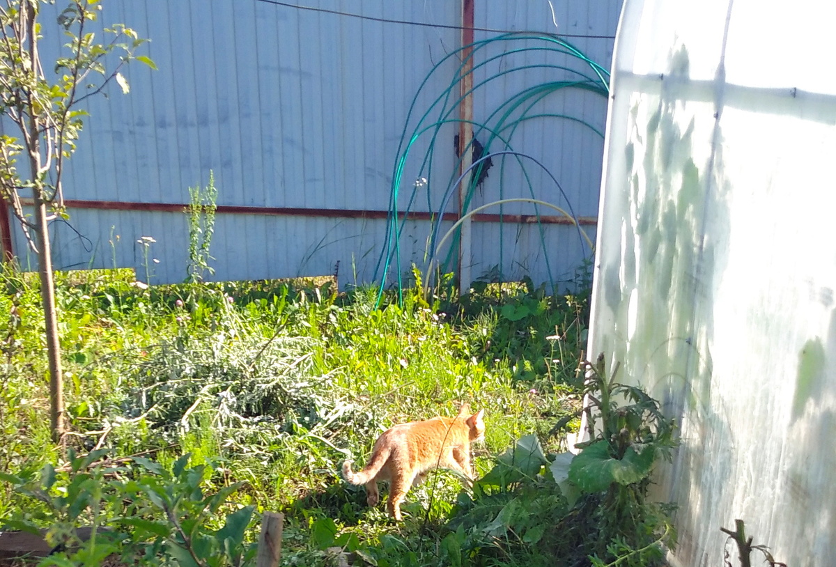 Личное  фото. 