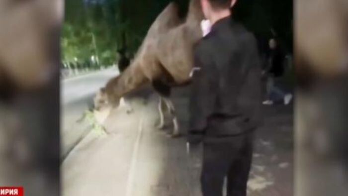 Источник фото: скриншот видео/ РЕН ТВ