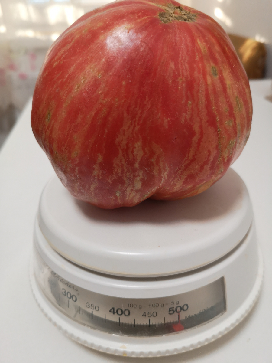 Томат "Долговязая Салли" 