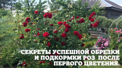 Секреты успешной обрезки и подкормки роз после первого цветения.