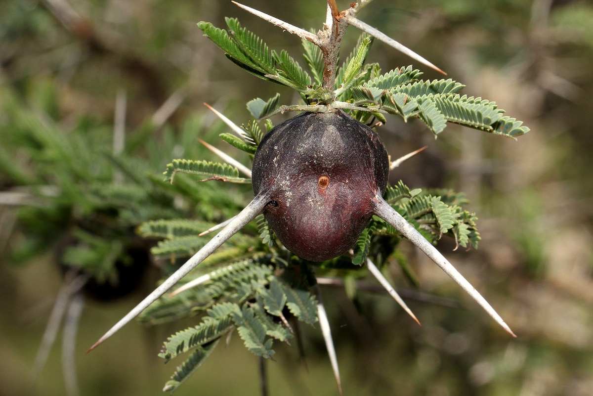 Акация серполопастная.