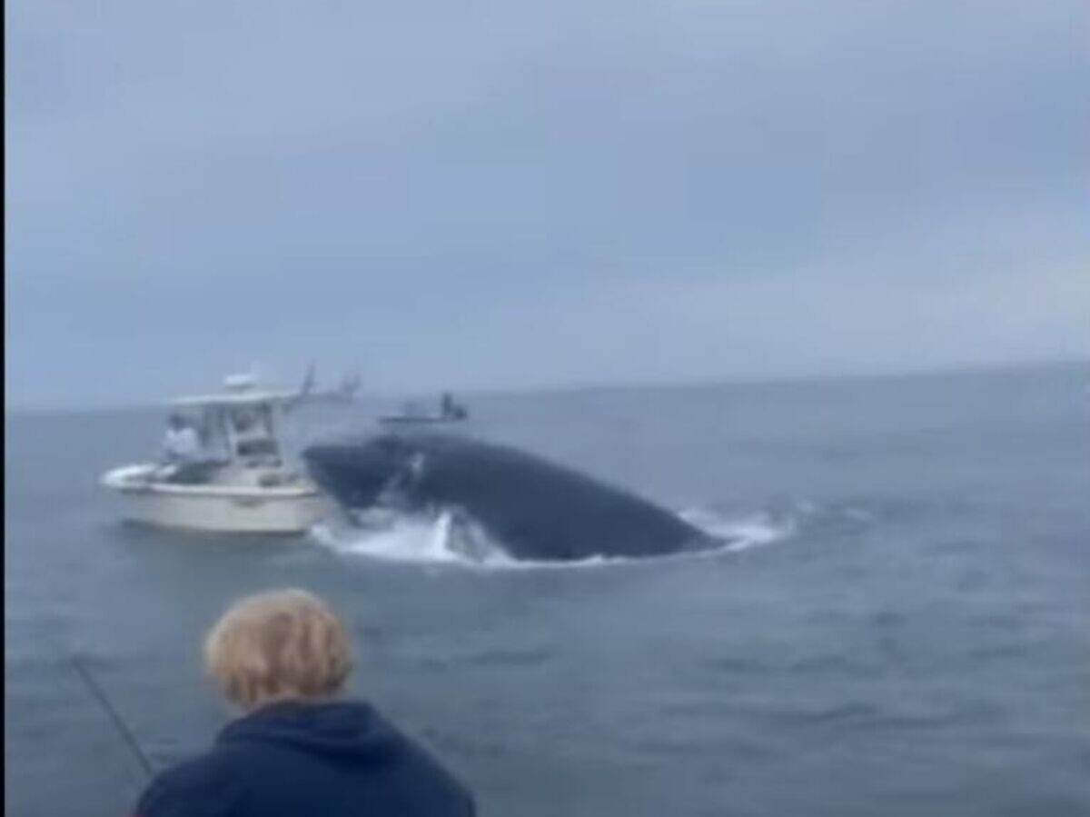    Кит вынырнул из воды и обрушился на лодку в США. Кадр видео