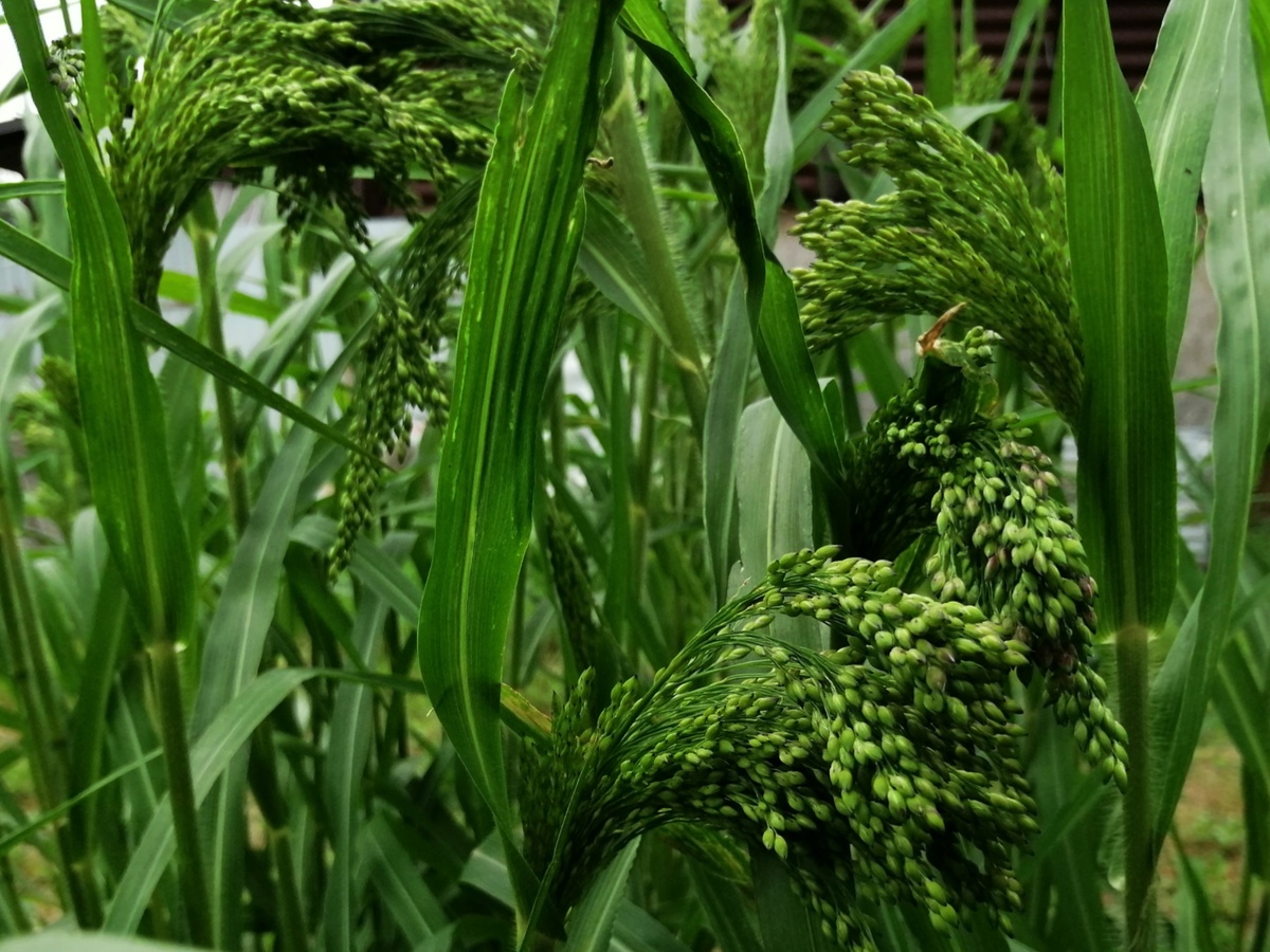 Просо декоративное 'Салют' в прошлом году вымахало выше меня