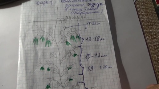 1252. Способы формирования тепличных огурцов.ВПЛ.