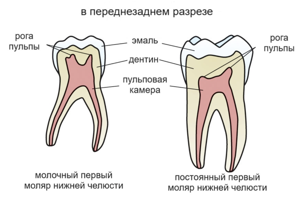 Молочные зубы у взрослых! – Аномалия или норма?