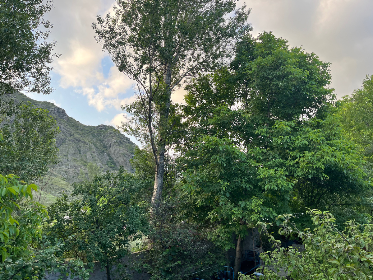 Дерево напротив нашего гостевого дома откуда доносилось пение неизвестной птички.