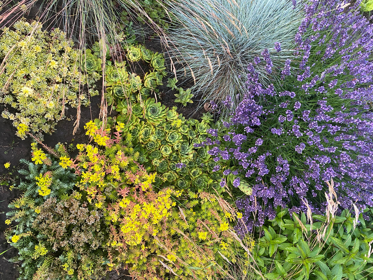 Так выглядела моя клумба, когда все было в порядке с водой и погодой.