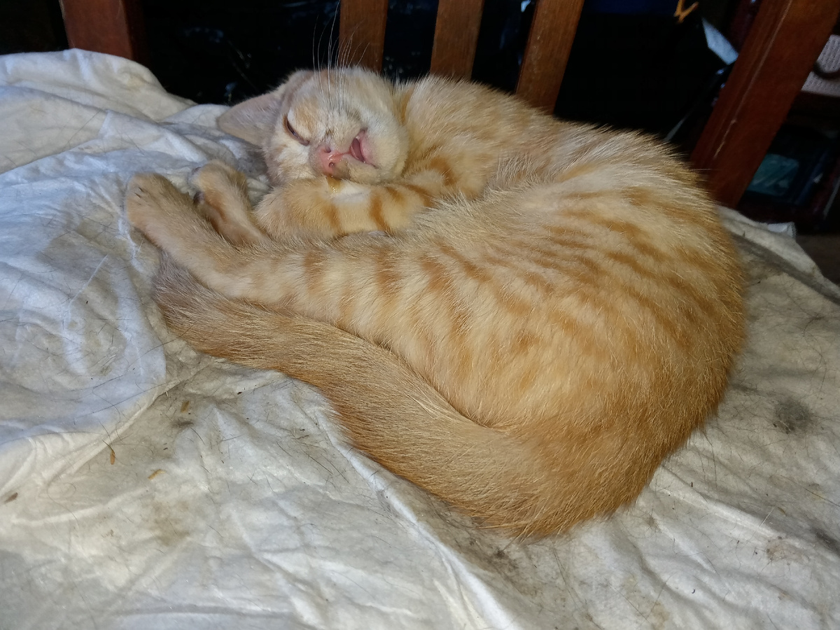 Котенок Тигра спит под кошачьим столом на кошачьем стуле. Да, мы все еще лечимся, лекарство допили, не очень оно помогло, очень активный, прожорливый, но нос сопит.