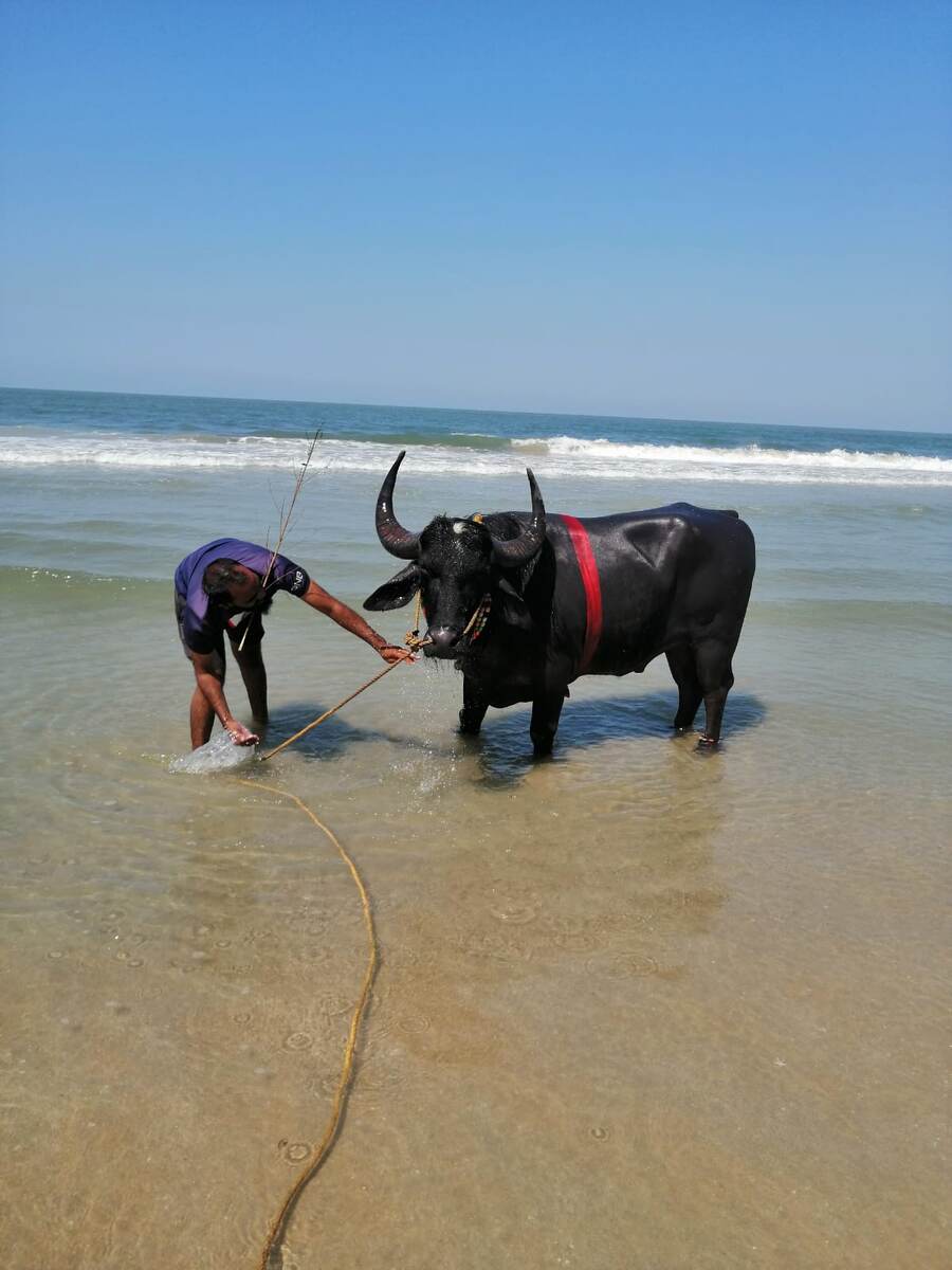 буйвол тоже должен быть чистеньким