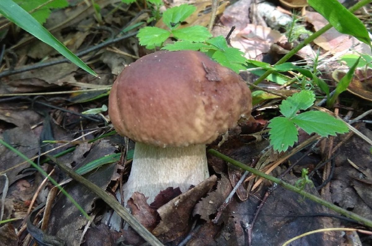    Благородные грибы пока попадаются только в единичных экземпляров