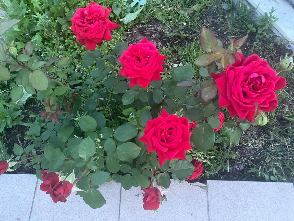 Розы в основном красные, но есть и пару кустов чайного цвета