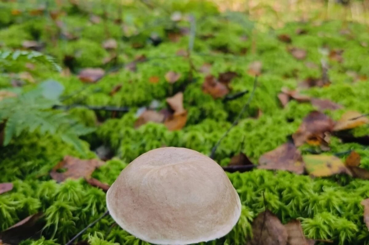    Нижегородцы не обнаружили грибов в лесах после дождей