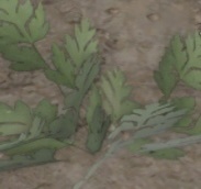 Кервель/ Кервиль