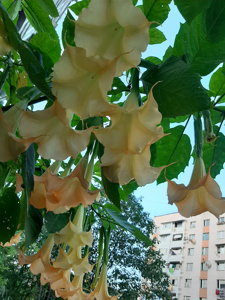 Бругмансия,  Адлер, лето...