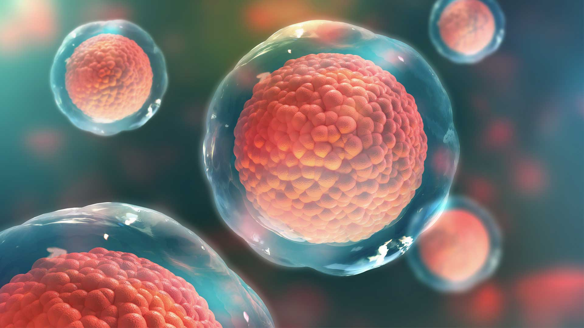 Стволовые клетки в медицине. Стволовые клетки. Регенерация клеток человека. Стволовые клетки что это такое кратко. Лечение с помощью стволовых клеток.