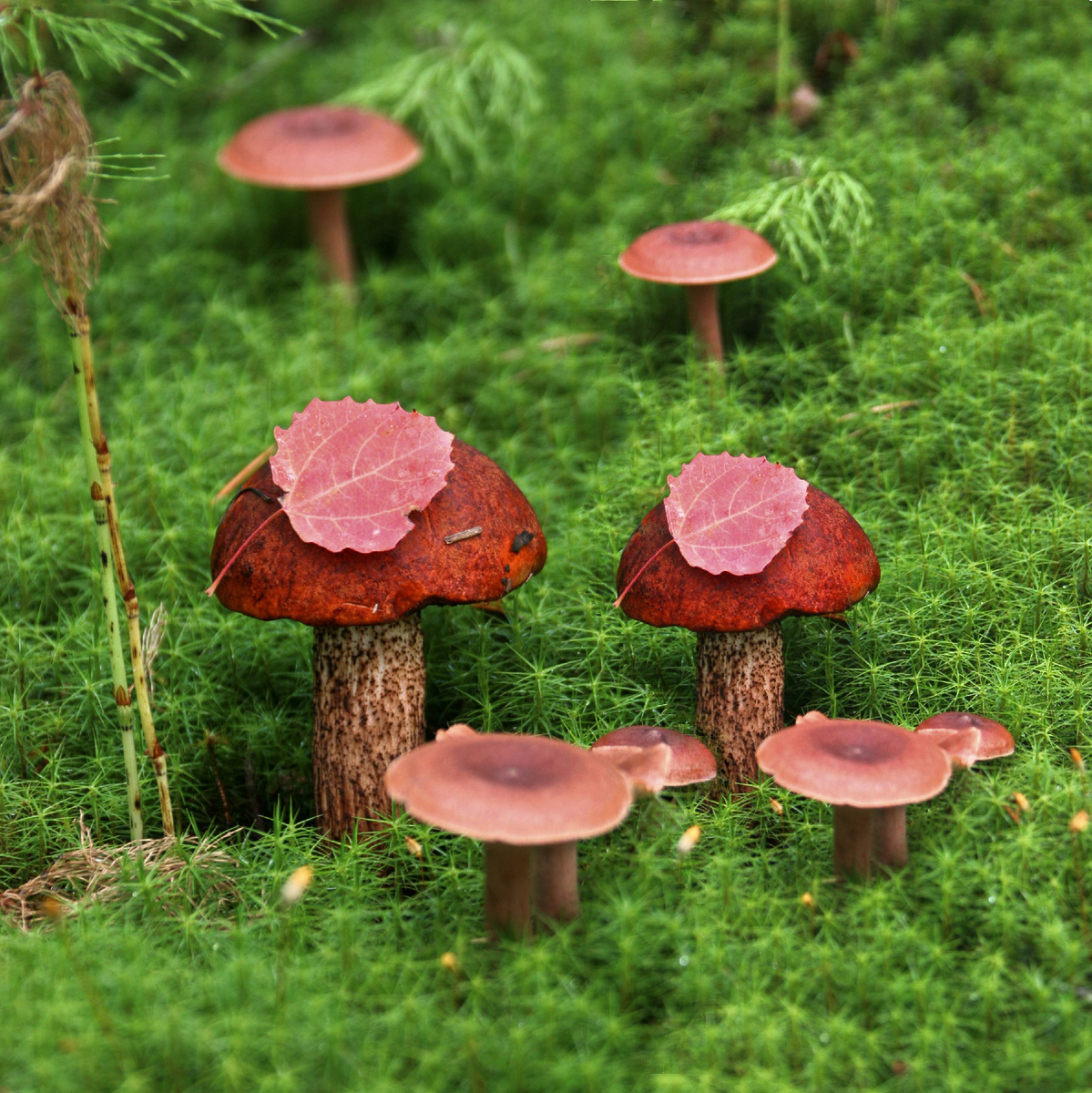 © Nikolay Gyngazov Russian Look/Globallookpress 