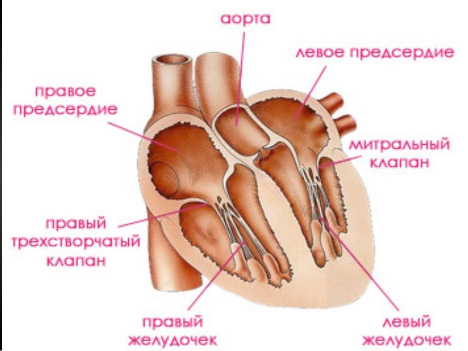 строение сердца у кошек