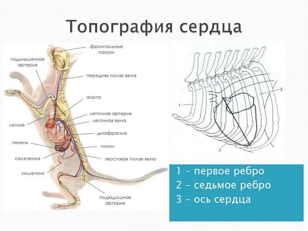 расположение сердца