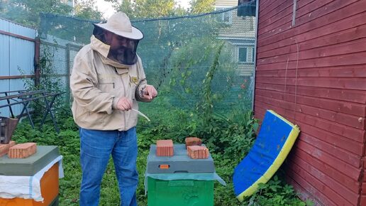 Проверяем, выпустили ли пчёлы матку из клеточки. Видео по пчеловодству для начинающих 2024