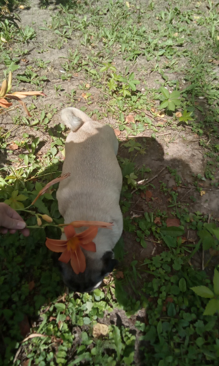 Пуся и цветочек