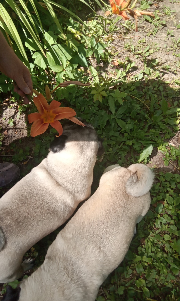 Пуся и Ася нюхают цветочки 