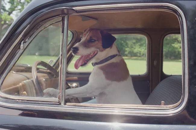  📷 📷    Кадры из фильма "Мой пес Скип", 2000