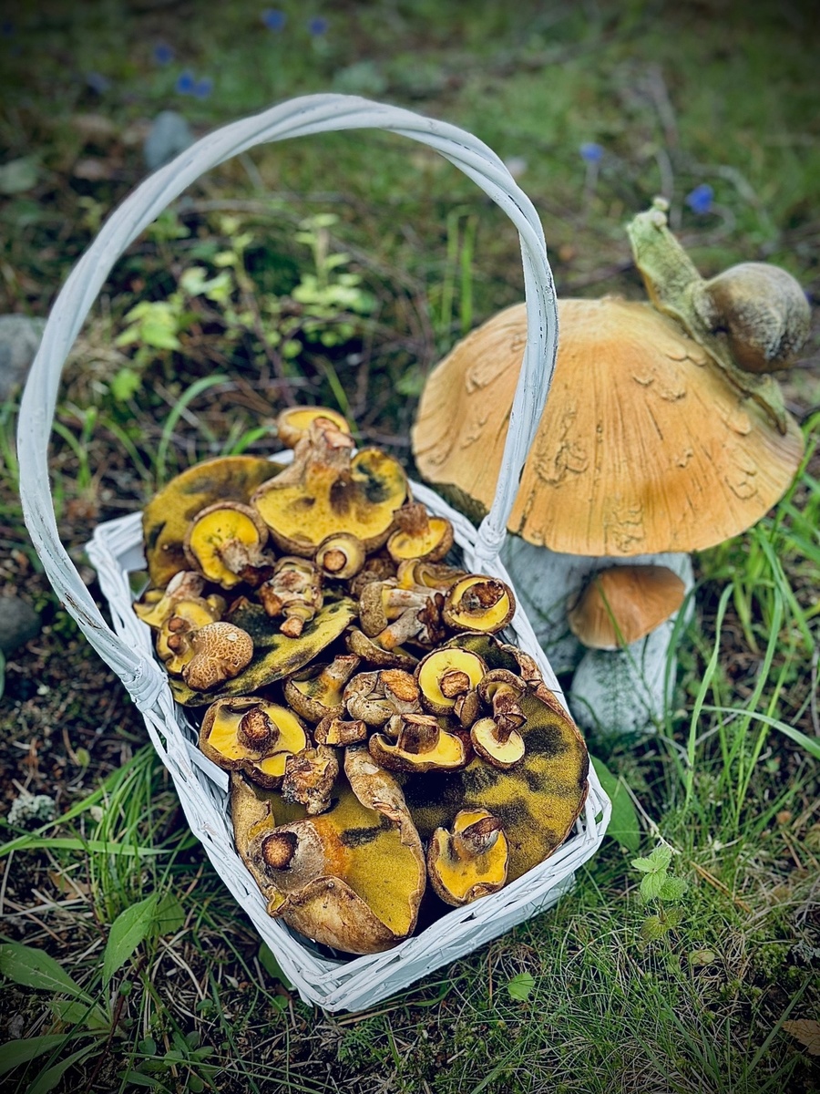 Фото Наталия Архипова Представленные на фото грибы, найдены 08.07.2024 г. В Выборгском районе Ленинградской области на границе с Карелией.