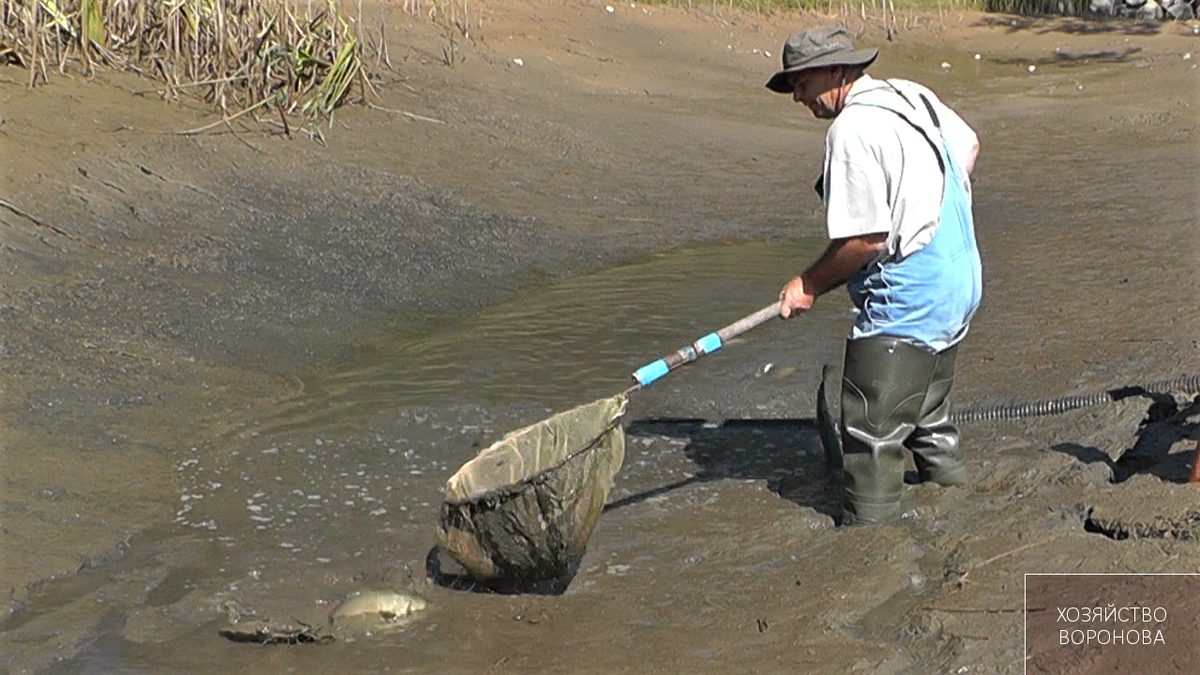 Осушение малого пруда с рыбой