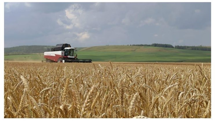    В Татарстане в некоторых хозяйствах урожайность озимых зерновых превышает 51 центнеров с га