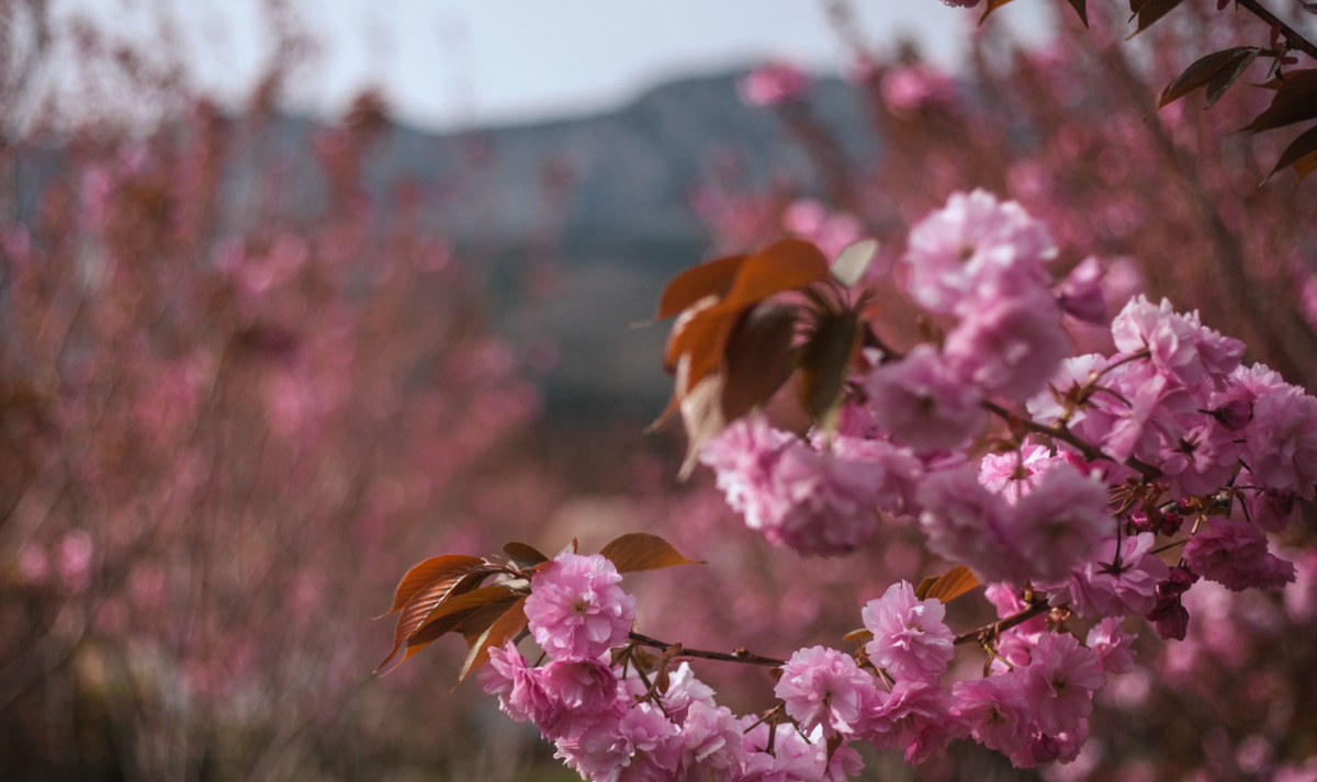 Японский сад “Шесть чувств”, Мрия, Ялта