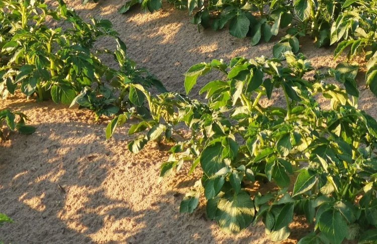    Роль биостимуляторов с триходермой для картофеля возрастает с угрозой изменения климата