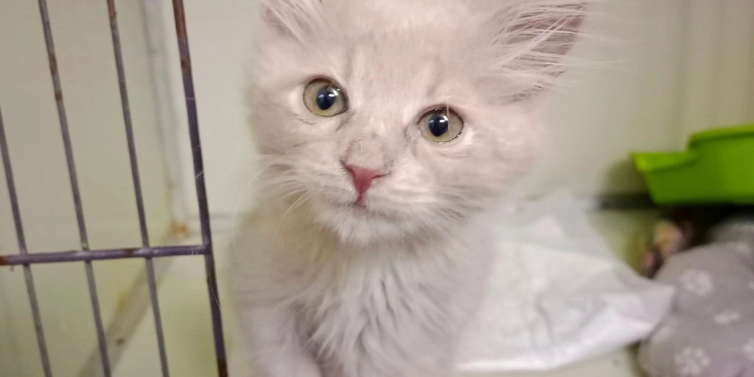 Котенку нежно персикового цвета, конечно, не место на улице...