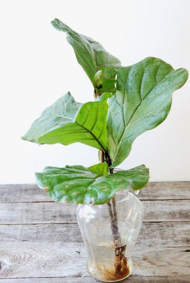 Чей-то более везучий черенок фикуса лировидного. Фото с Pinterest.