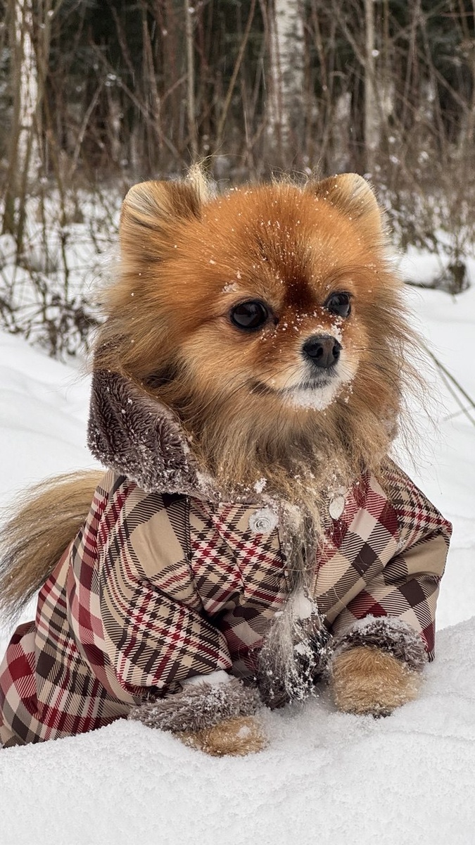 Свет моих очей Оливка