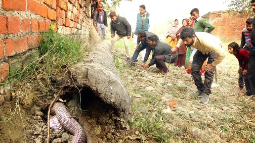 24-летняя змея кобра, когда она вылезла из подземелья, посмотрите, как это произошло. 🤔 Спасение ядовитой змеи
