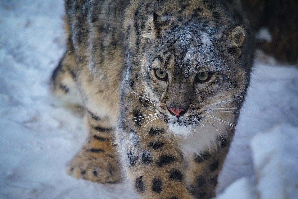    Самочка Аксу. Фото: "Роев ручей"