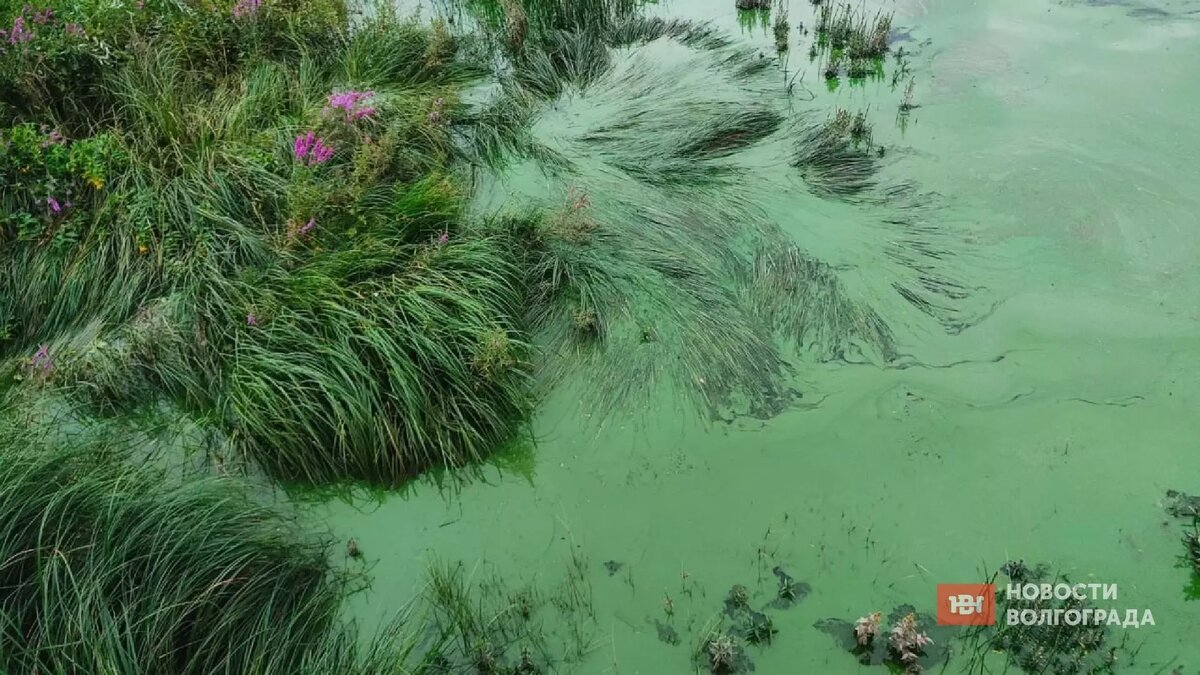     Источник: novostivolgograda.ru