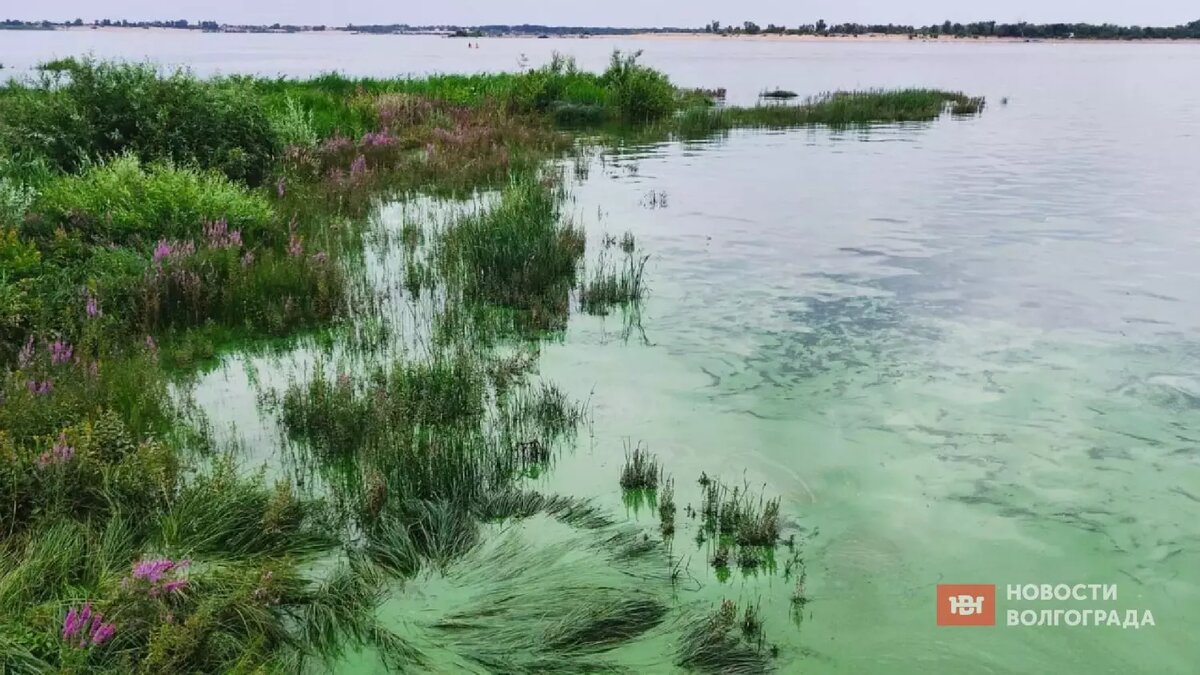     Источник: novostivolgograda.ru