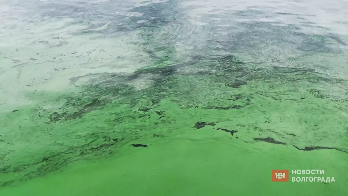     Источник: novostivolgograda.ru