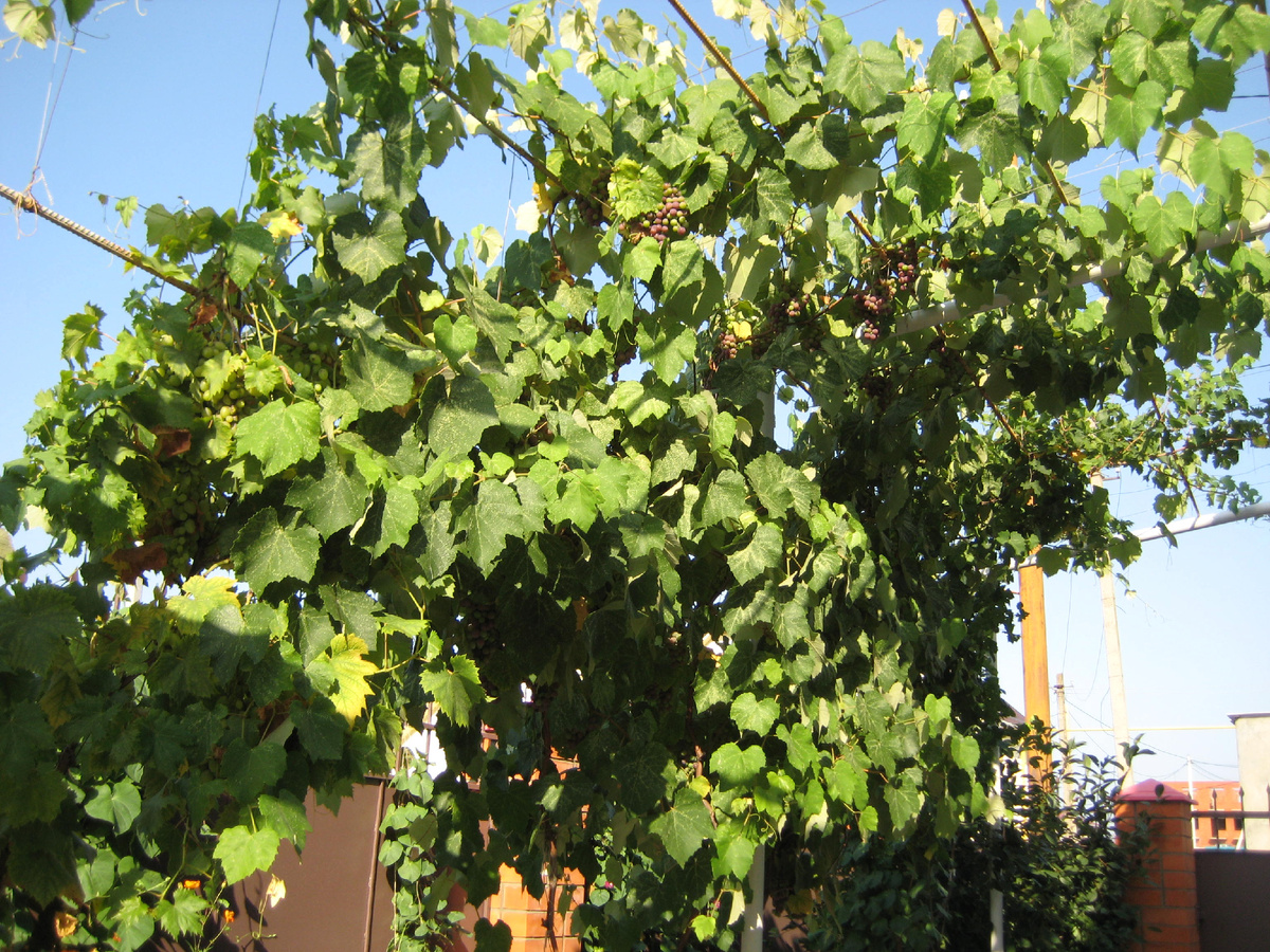 На входе во двор рос виноград 
